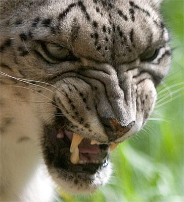 dikti smuks leopards Autors: Perpetuja Hibrīd-zvēri no leopardiem un jaguāriem