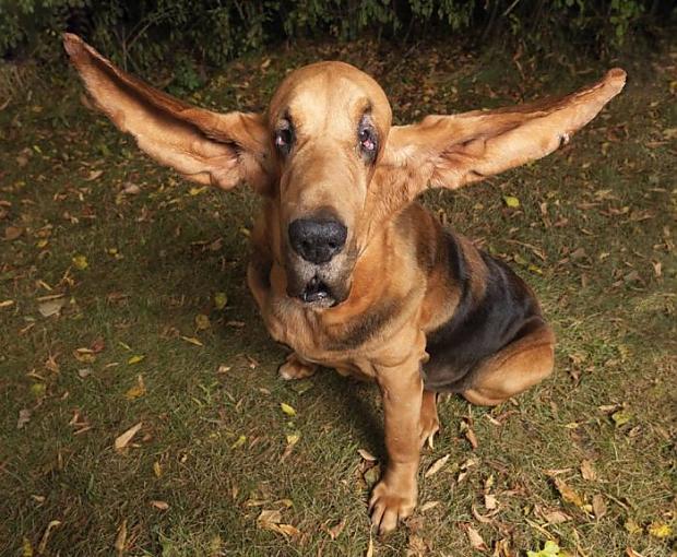 Garākās suņa ausis  349 cm Autors: Fosilija Unikālākie Ginesa rekordi