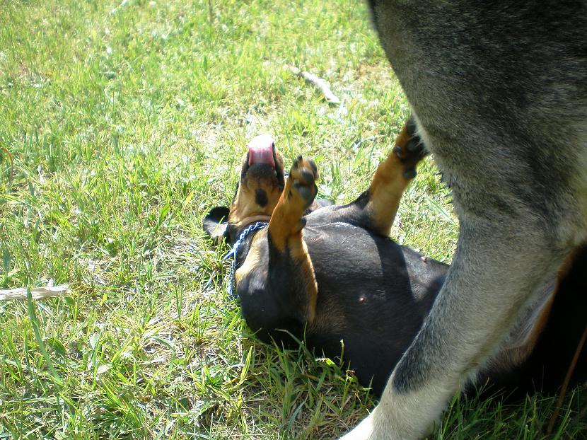 Tā notiek trakošana pa... Autors: DogPeople Taksis