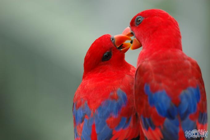 Arī putni zin kas ir mīlestība Autors: angelspit ♥?!mīlestība?!♥