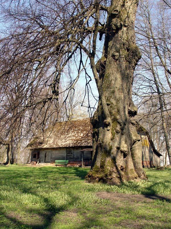 Landzes liepa Atrašanās vieta... Autors: cheat Kurzemes lielakie koki (pirma dala)