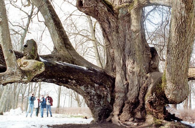 Sasmakas Elku liepa Atrašanās... Autors: cheat Kurzemes lielakie koki (pirma dala)