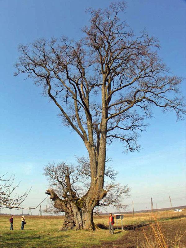 Jaunošu vīksna Atrašanās vieta... Autors: cheat Kurzemes lielakie koki (pirma dala)