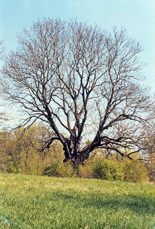 Zilēnu osis  Atrašanās vieta... Autors: cheat Zemgales lielakie koki (tresa dala)