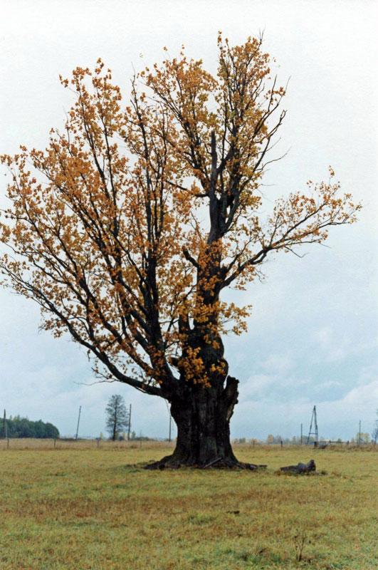 Saliešu ozols  Atrašanās vieta... Autors: cheat Latgales lielakie koki (ceturta dala)