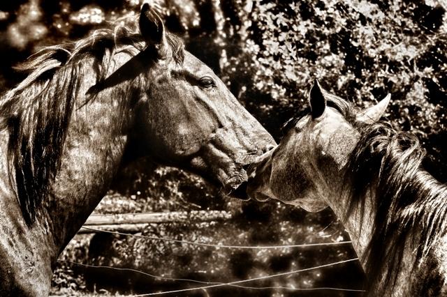  Autors: vaera Equus caballus