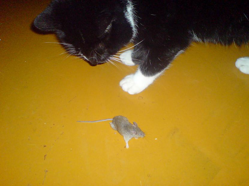  Autors: batars96 Mans kaķis VS pele