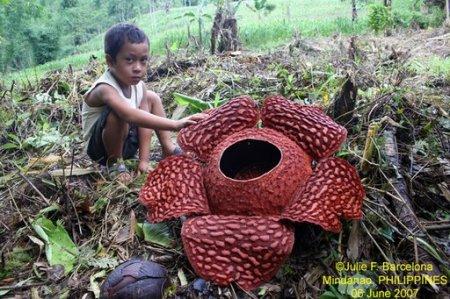 Rafflesia arnoldii ir... Autors: augsina Pavisam savādāks un citādāks.Paskaties!