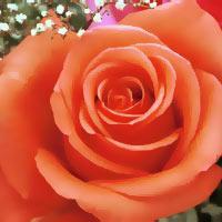 Koraļkrāsas roze izsaka lūgumu Autors: mashele1990 Rozes un to krāsu nozīme!!