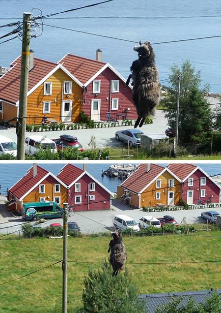 Kādā norvēģu ciemā nabaga auns... Autors: gurkjis Dzīvnieku nedienas