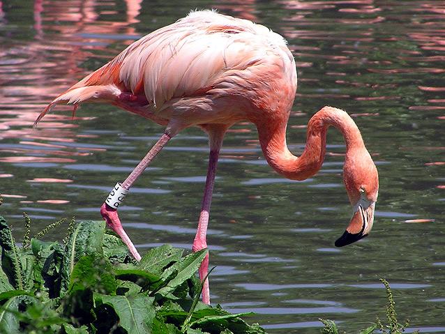 Flamingo ceļi spēj atliekties... Autors: Verbatim 10 fakti par dzīvniekiem