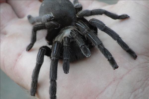 Dažas no Austrālijas zirnekļu... Autors: Verbatim 10 fakti par dzīvniekiem