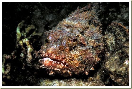 6vieta Akmeņzivs Šī zivs nekad... Autors: kanba 10 pasaulē indīgākie dzīvnieki!