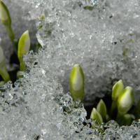 Ziedi laužas caur sniegu - pavasarī