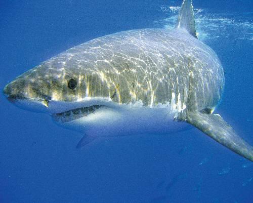 Lielā baltā haizivs dzīvo... Autors: PhantomMadness Austrālijas nāvīgākie dzīvnieki -[2]-