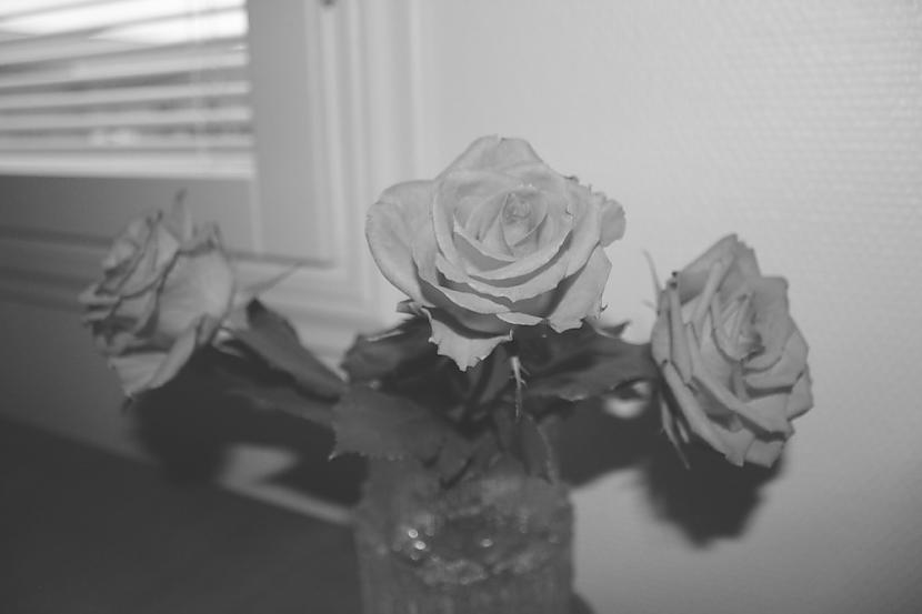 black n white roses Autors: Fosilija manas bildes IV