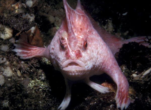 Rozā zivslāpsta Šai zivij ir... Autors: DodgeBall Desmit dīvainākie jaunatklātie dzīvnieki.