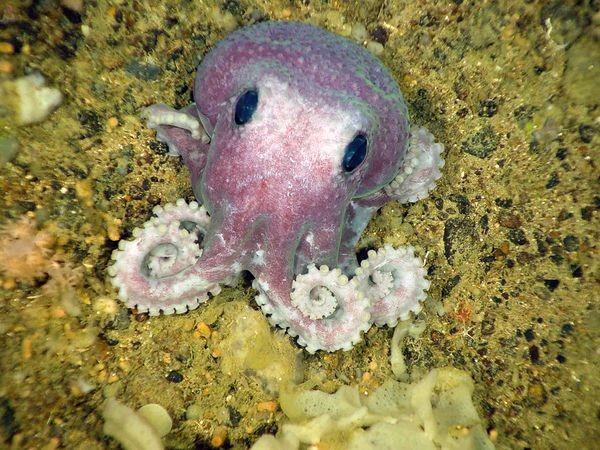 Purpurkrāsas astoņkājis  šis... Autors: DodgeBall Desmit dīvainākie jaunatklātie dzīvnieki.