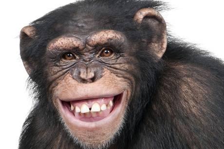 Scaronimpanze ir cilvēka... Autors: exkluzīvais Vai dzīvnieki runā?