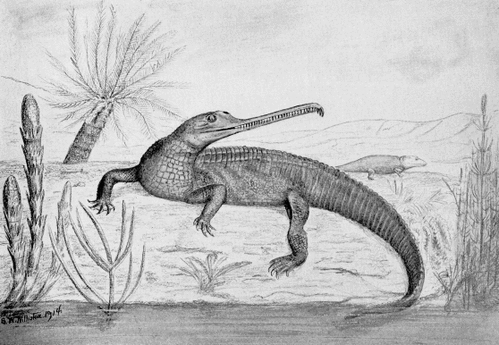 Mystriosuchus gr Karoscaronu... Autors: adlere No kā ir izcēlies mūsdienu krokodils - aizvēstures monst