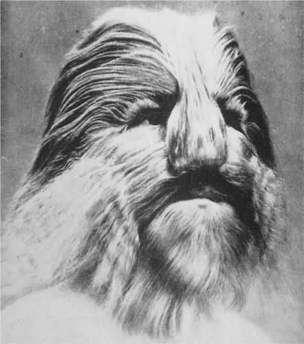 Lionel cilvēks ar lauvas seju... Autors: Edgarinshs Dīvainākie pasaules cirka mākslinieki