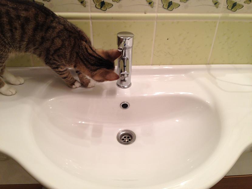 Kaķim ir brīnums ko tik tīra... Autors: optimists Tušas nomazgājums