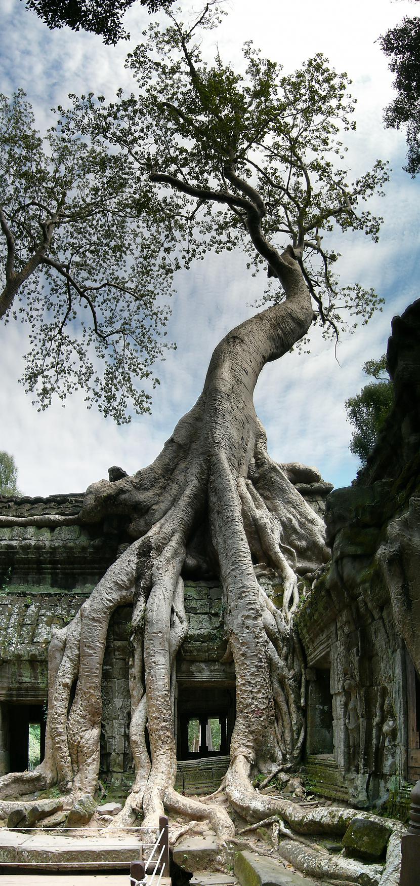 Spong Tree Ta Prohm Temple... Autors: smuki Garāki fotoattēli 3