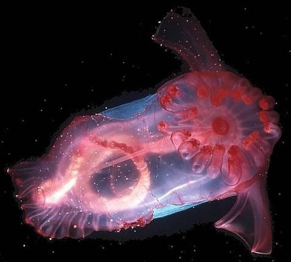 Caurspīdīgais jūras... Autors: StarFlare Apbrīnojamā māte daba! {2}