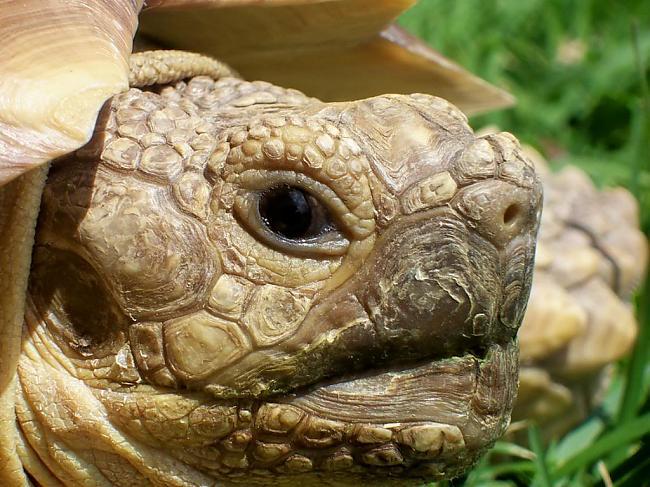 Sauszemes bruņurupučiem ausis... Autors: Fosilija Fakti par bruņurupučiem