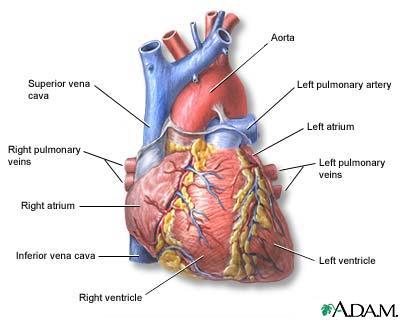 Sirds kā cilvēka orgāns Jā... Autors: Murmulita Iz sirds simbolu vēstures