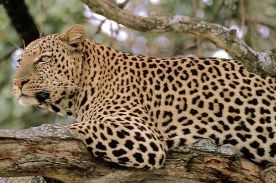 nopirku sev leopardu bet... Autors: ProudBe *(FML )*