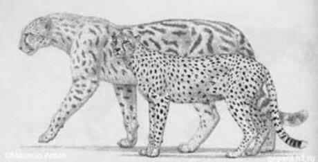 Milzu gepards Milzu gepards... Autors: Kinkažu Aizvēsturiskie milzu kaķi
