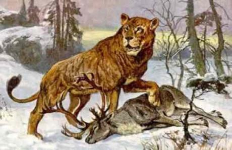 Alu lauva Alu lauva bija... Autors: Kinkažu Aizvēsturiskie milzu kaķi