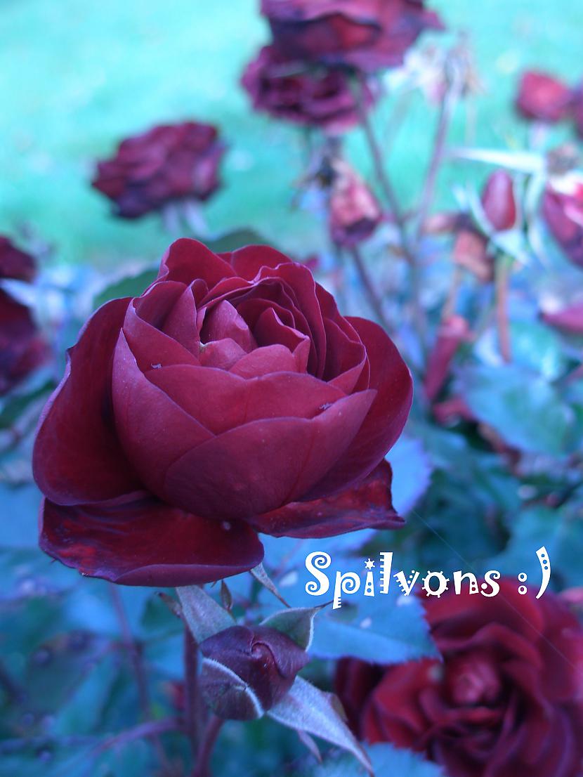 Viena roze var būt mans... Autors: Spilva Aforismi ar manis fotografētām bildēm. :)