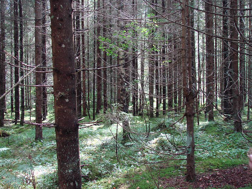 nbspKaut kas pēkscaronņi man... Autors: BUBULE bez nosaukuma.