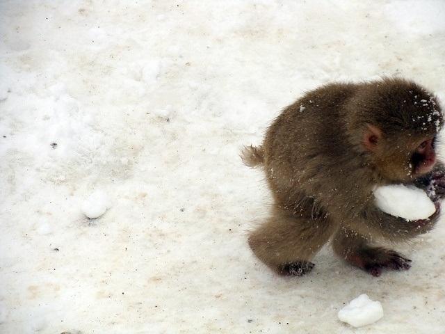  Autors: trakucis Smieklīgas bildes :)