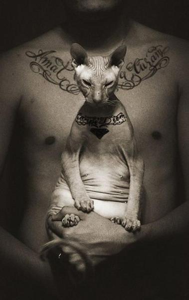 Man tas liekas piemīlīgi bet... Autors: Zilais Kamielis Neticami - Tetovēts Kaķis!