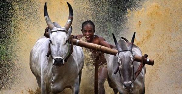  Autors: TuGribiManiAtvichaju Bulsērfings -populārākā nodarbe Indijās "laukos"