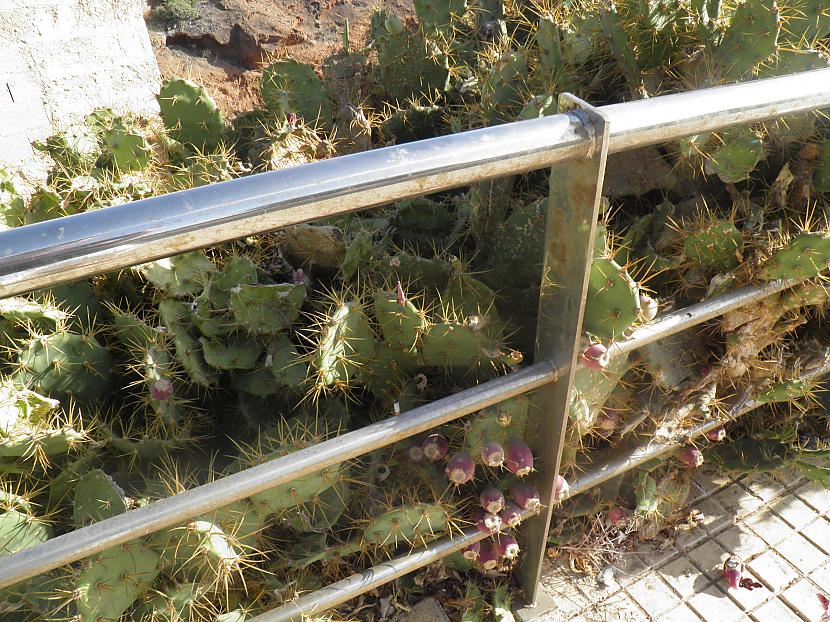 Vietām ir redzami kaktusi... Autors: haveaniceday Pastaiga mazajā paradīzītee ar fočiku..