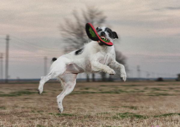 Kā jau visas nodarbības ar... Autors: saulite1999 suņi un frisbijs.