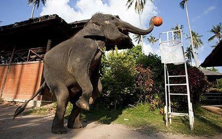 Ziloņu basketbols Koh samui... Autors: Hipster jančuks Daži savādi dzīvnieku sporta veidi