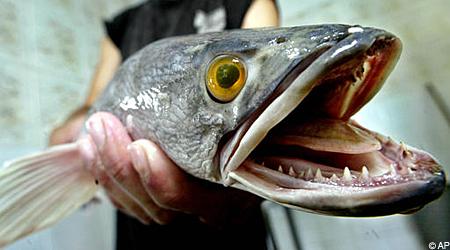 Vides aizsardzības pārstāvji... Autors: nolaifers Upē atrasta zivs, kas bīstamāka par piraņu.