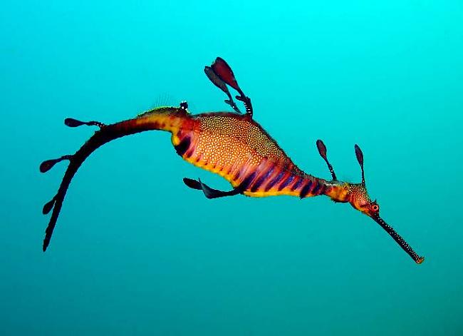 Nezāļu jūras pūķis Nezāļu... Autors: Kinkažu Pasaules krāšņākie dzīvnieki