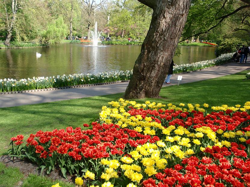  Autors: Fosilija Krāšņie pavasara ziedi Keukenhof  parkā.