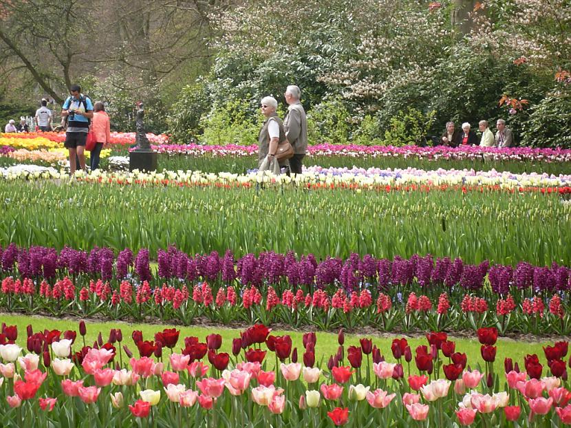  Autors: Fosilija Krāšņie pavasara ziedi Keukenhof  parkā.