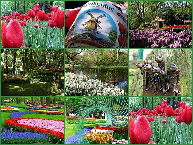  Autors: Fosilija Krāšņie pavasara ziedi Keukenhof  parkā.