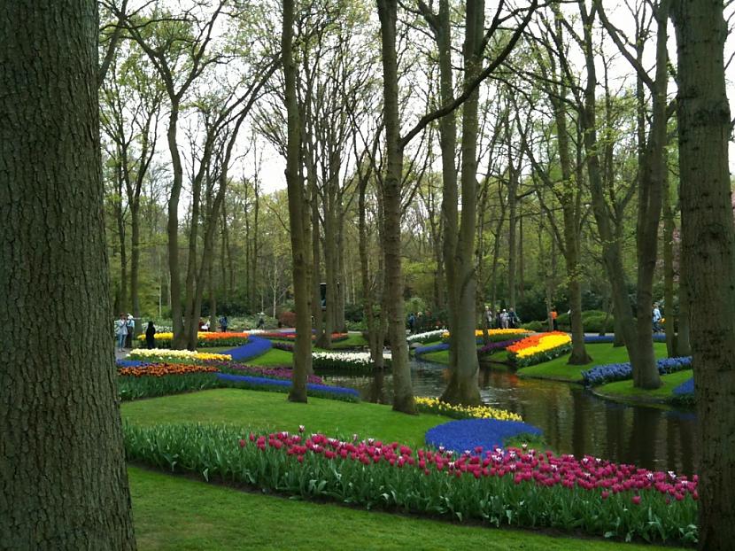  Autors: Fosilija Krāšņie pavasara ziedi Keukenhof  parkā.