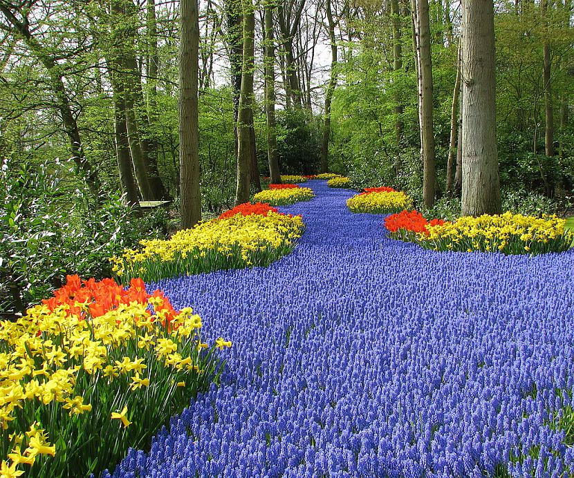  Autors: Fosilija Krāšņie pavasara ziedi Keukenhof  parkā.