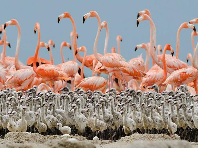 Flamingo ar saviem cāļiem Autors: Franziskaner Labākās marta fotogrāfijas