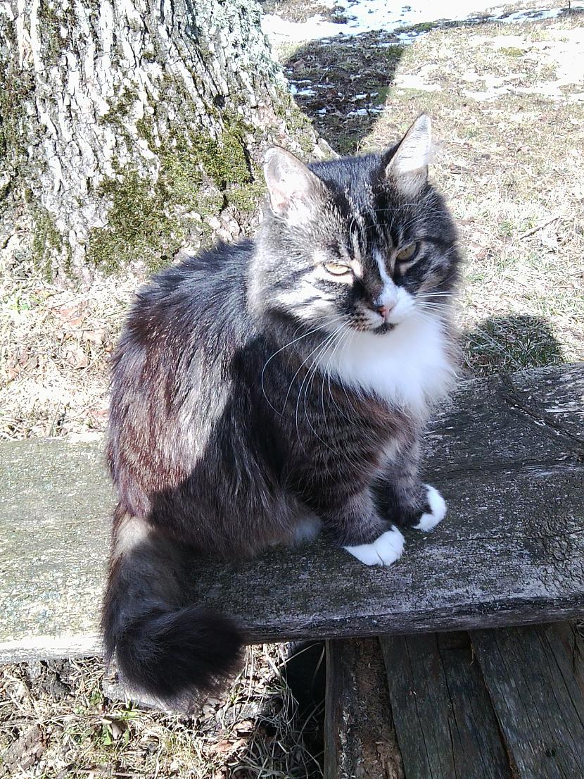 kaķuks ar iepozē kā vnm Autors: Soul Eater Pavasaris Liepājas pusē.[PACELTS] 2012